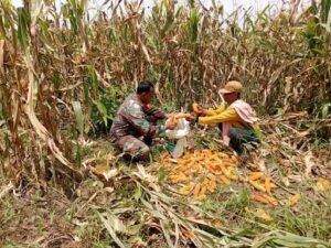 Jajaran Korem 012/TU Dorong Ketahanan Pangan, Babinsa Subulussalam Gotong Royong Panen Jagung