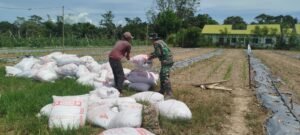 Ketahanan Pangan Menguat di Woyla