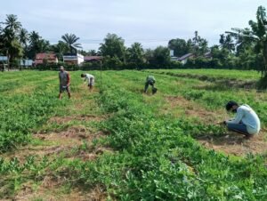 Lima Hektar Harapan Bersama TMMD 127