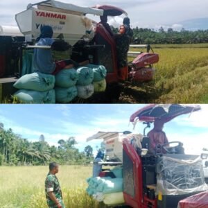 Dukung Ketahanan Pangan, Babinsa Aktif Dampingi Petani Saat Panen