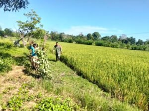 Babinsa Koramil Panga Bantu Petani Bersihkan Hama Keong di Sawah Warga