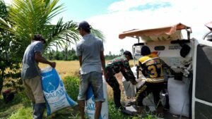 TMMD Tak Hanya Bangun Jalan, Kodim 1003/HSS Juga Dampingi Petani Panen di Lumbung Padi HSS