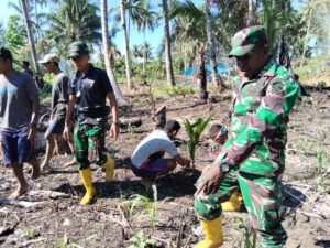 Satgas TMMD Halmahera Selatan Tanam Durian, Pala, dan Kelapa di Desa Lalubi