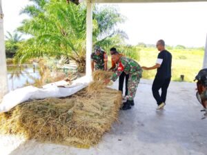 Padi Terendam Hujan, Babinsa di Teunom Turun Tangan Selamatkan Hasil Panen Petani