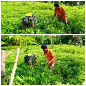 Contoh Nyata, Babinsa Tanam Kacang Tanah di Lahan Kosong Warga