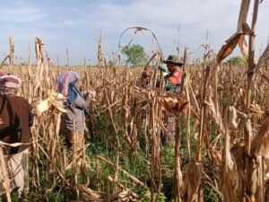 Kebersamaan TNI dan Petani Warnai Panen Jagung di Dusun Sincawan