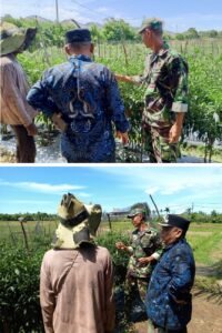 Babinsa Koramil 04/Mrb Bersama Aparatur Desa Tinjau Perkembangan Budidaya Cabai Merah