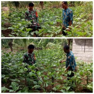 Babinsa Woyla Barat Dampingi Petani Atasi Serangan Hama Ulat pada Tanaman Terong