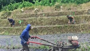 Babinsa Selorejo Bantu Warga Siapkan Lahan Padi