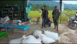Kodim 0107/Aceh Selatan dan Bulog Lakukan Serapan Gabah Petani