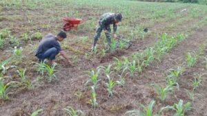 TNI Lawan Gulma di Suliki untuk Panen Jagung Maksimal