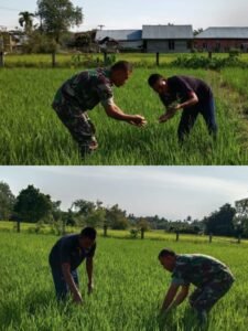 Babinsa Koramil 03/Kaway XVI Dampingi Petani Lewat Pengecekan Sawah di Aceh Barat