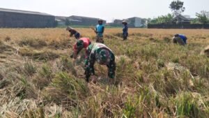 Anggota Satgas TMMD Bantu Panen Padi di Parangjoro