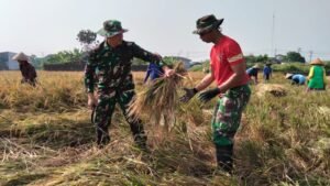 Satgas TMMD bantu percepat panen di Desa Parangjoro