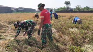 TNI Ikut Panen di Parangjoro, Semangat Baru Bagi Petani