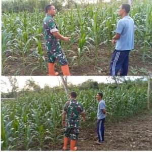 Babinsa Posramil 05/Pante Ceureumen Dampingi Petani Pantau Pertumbuhan Jagung di Aceh Barat
