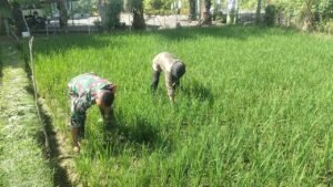 Babinsa dan Petani Bahu-Membahu Rawat Tanaman Padi Demi Panen Berkualitas