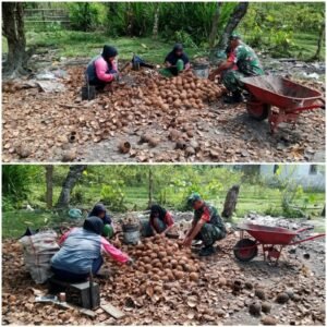 Bukan Sekadar Keamanan, Babinsa Hadir Membantu Warga Mengolah Kelapa