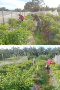Dukung Ketahanan Pangan, Babinsa Kodim 0105/Aceh Barat Dampingi Petani Panen Cabai