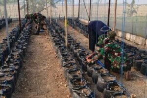 Petani Ajarkan Hidroponik, Prajurit Satgas TMMD Serap Ilmu di Parangjoro