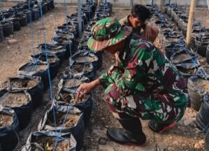 Melon Hidroponik sebagai Alternatif Usaha untuk Petani Parangjoro