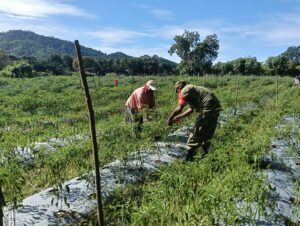 Panen Cabai Merah Di Desa Meunasah Weeh, Babinsa Dukung Petani Perkuat Ketahanan Pangan Aceh Jaya